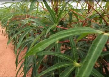 Valor da tonelada da mandioca registra aumento de 77% no Paraná