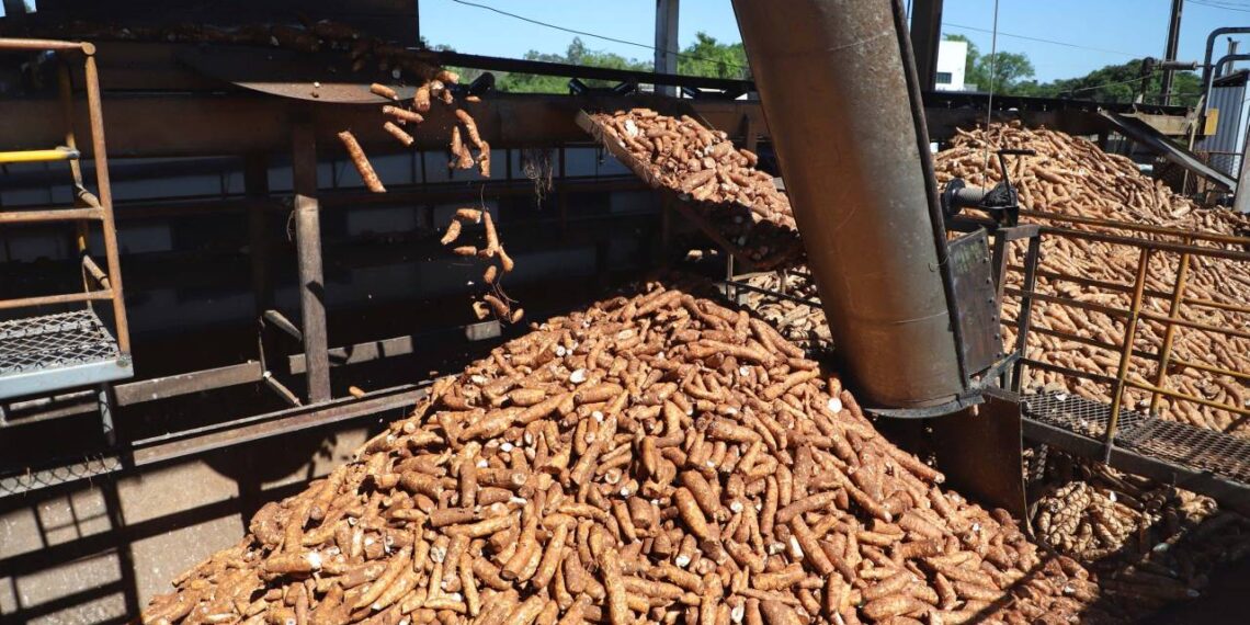 Do pão de queijo à mineração: a raiz processada no Paraná abastece a indústria nacional