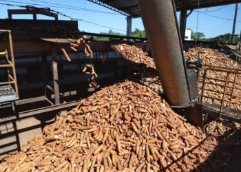Do pão de queijo à mineração: a raiz processada no Paraná abastece a indústria nacional