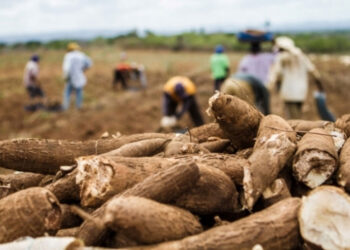 Reunião da ABAM confirma tendência de estabilização de preços da mandioca