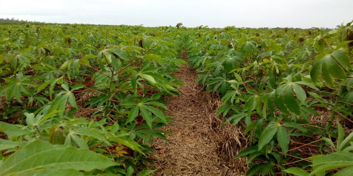 Pela segunda semana consecutiva, preços da mandioca estão estabilizados no Paraná