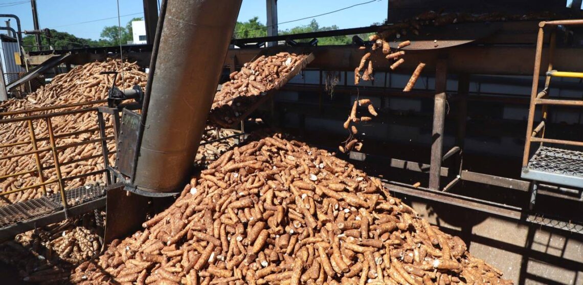 Paraná deve colher 3,1 milhões de toneladas de mandioca em 2023