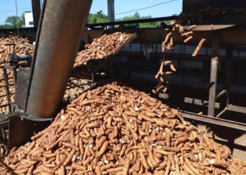 Paraná deve colher 3,1 milhões de toneladas de mandioca em 2023