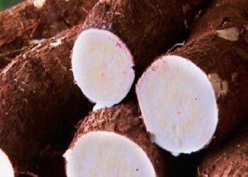 Estabilidade de preço da mandioca no Paraná completa um mês