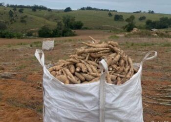 Mandioca: uma cultura que impulsiona a economia e preserva a tradição