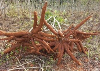 Epagri lança nova variedade de mandioca em SC