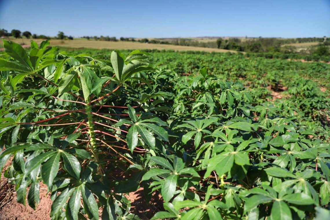 Embrapa vai apresentar proposta de variedade tolerante a herbicida