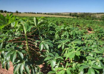 Embrapa vai apresentar proposta de variedade tolerante a herbicida
