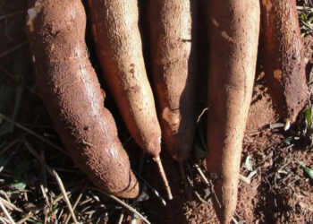 Produção de mandioca deve crescer 11% no Paraná, diz Deral