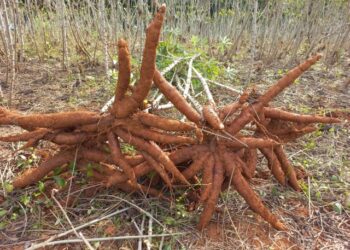Epagri desenvolve duas variedades de mandioca que se destacam pela alta produtividade