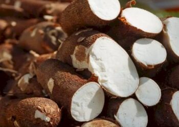 MS bate recorde na produção de mandioca e lidera exportação brasileira de fécula