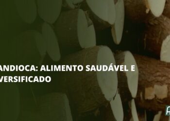 Mandioca: Alimento saudável e diversificado