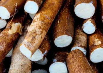 Mandioca é fonte de energia e imunidade: 9 benefícios do ‘alimento do século’