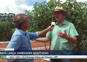 Embrapa lança variedades adaptadas de mandioca