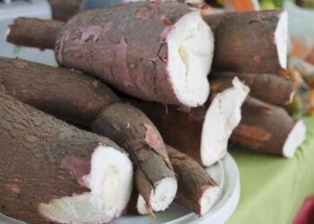 Clima limita avanço da colheita da mandioca e preços reagem