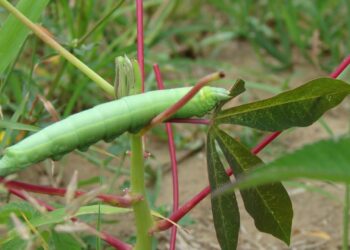 Mandarovás afetam produção de mandioca no noroeste do Paraná