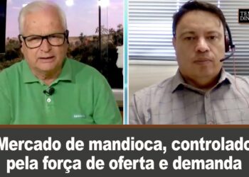 Mercado de mandioca, controlado pela força de oferta e demanda