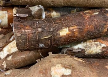 Condições favoráveis na colheita da mandioca