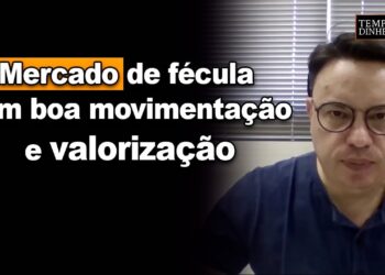 Mandioca: mercado de fécula tem boa movimentação e valorização, mercado da farinha pressionado