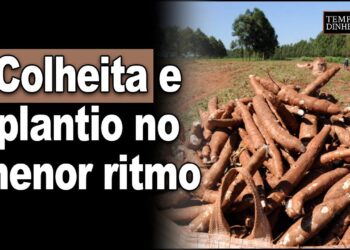 Mercado da Mandioca: colheita e plantio no menor ritmo – Análise de Fábio Isaías