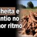 Mercado da Mandioca: colheita e plantio no menor ritmo – Análise de Fábio Isaías