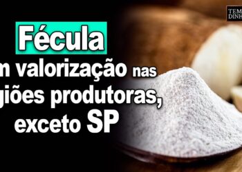 Mercado de mandioca: fécula tem valorização em boa parte das regiões produtoras, exceto SP