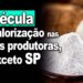 Mercado de mandioca: fécula tem valorização em boa parte das regiões produtoras, exceto SP