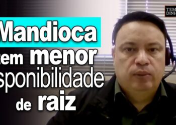 Mandioca tem menor disponibilidade de raiz e preços são firmes, avalia Fábio Felipe, do CEPEA