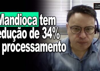 Mandioca tem redução de 34% no processamento de raiz. Preços sobem segundo CEPEA