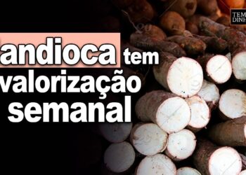 Mandioca tem valorização semanal da raiz e farinha. Acompanhe os detalhes com Fábio Isaias Felipe