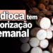 Mandioca tem valorização semanal da raiz e farinha. Acompanhe os detalhes com Fábio Isaias Felipe