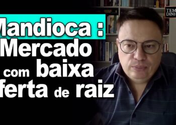Mercado com BAIXA oferta de raiz e QUEDA no processamento das fecularias.Preços sobem