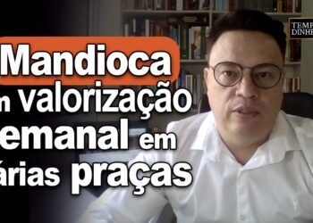 Mercado da mandioca tem valorização semanal em várias praças ,exceto em SP , informa Fábio Felipe