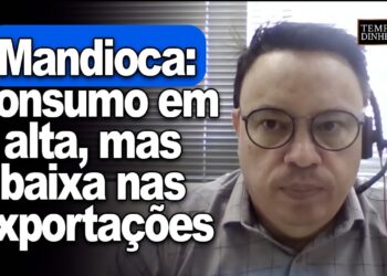 Mandioca e derivados mostram consumo em alta mas retração nas exportações, segundo o CEPEA