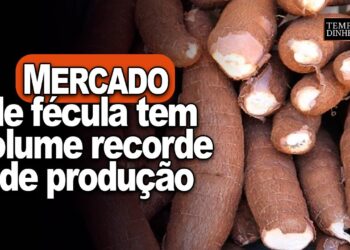 Mandioca: mercado de fécula tem volume recorde de produção, informa Fabio Isaías Felipe, do CEPEA