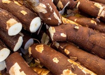 Preço da mandioca sobe, mas ainda não compensa, diz produtor