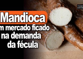 Mandioca tem mercado ficado na demanda da fécula, analisa Fábio Isaías Felipe
