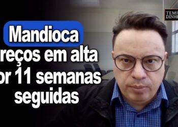 Mandioca tem preços em alta por 11 semanas seguidas, informa o CEPEA