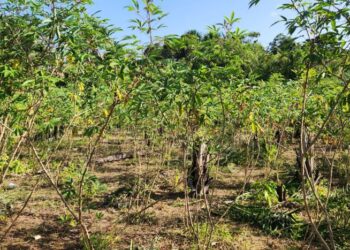 Praga quarentenária da mandioca é detectada pela primeira vez no Brasil no norte do estado do Amapá