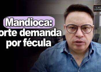 Mandioca: forte demanda por fécula e lavouras replantadas