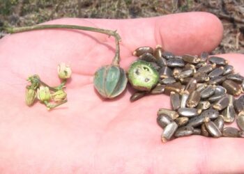 Pesquisadores usam sementes de mandioca em melhoramento genético