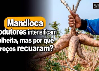 Produtores intensificam colheita da raiz mas preços recuam, informa Fábio Isaías Felipe