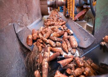 Congresso atende a pedido do setor produtivo e inclui mandioca e derivados na cesta básica nacional