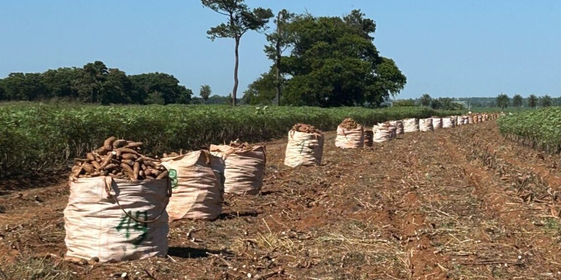 Visita Técnica em Nova Londrina-PR