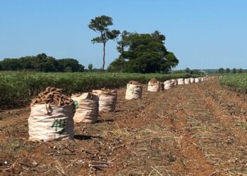 Visita Técnica em Nova Londrina-PR