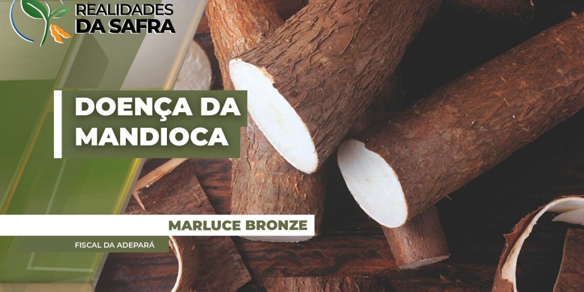 Doença fúngica da mandioca se espalha pelo Pará e acende alerta para fronteira com Maranhão