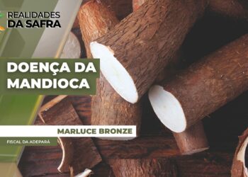 Doença fúngica da mandioca se espalha pelo Pará e acende alerta para fronteira com Maranhão