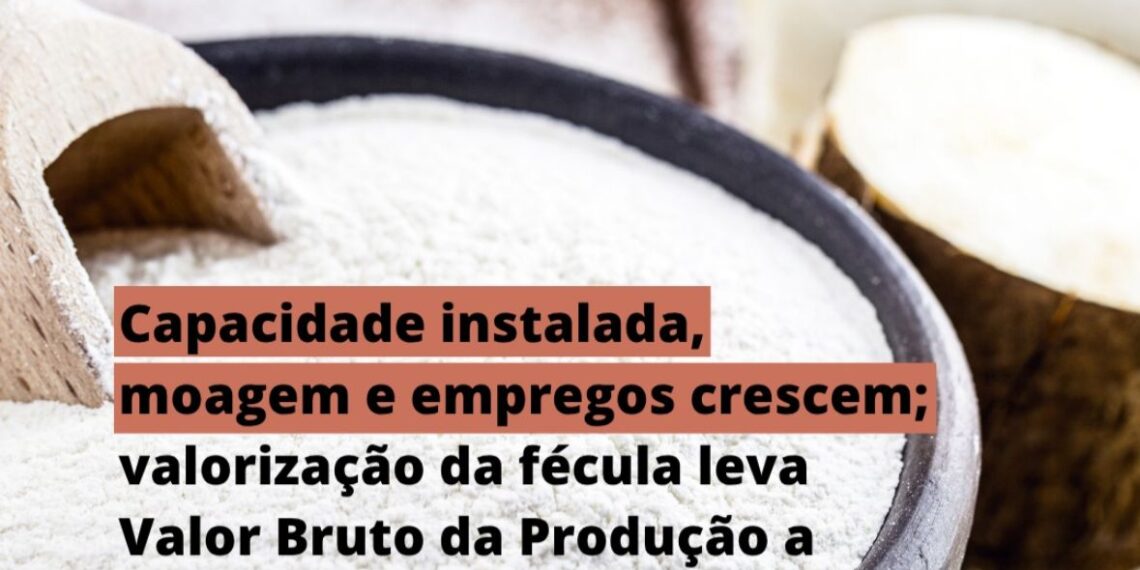 Capacidade instalada, moagem e empregos crescem: valorização da fécula leva valor bruto da produção a R$ 2 BI
