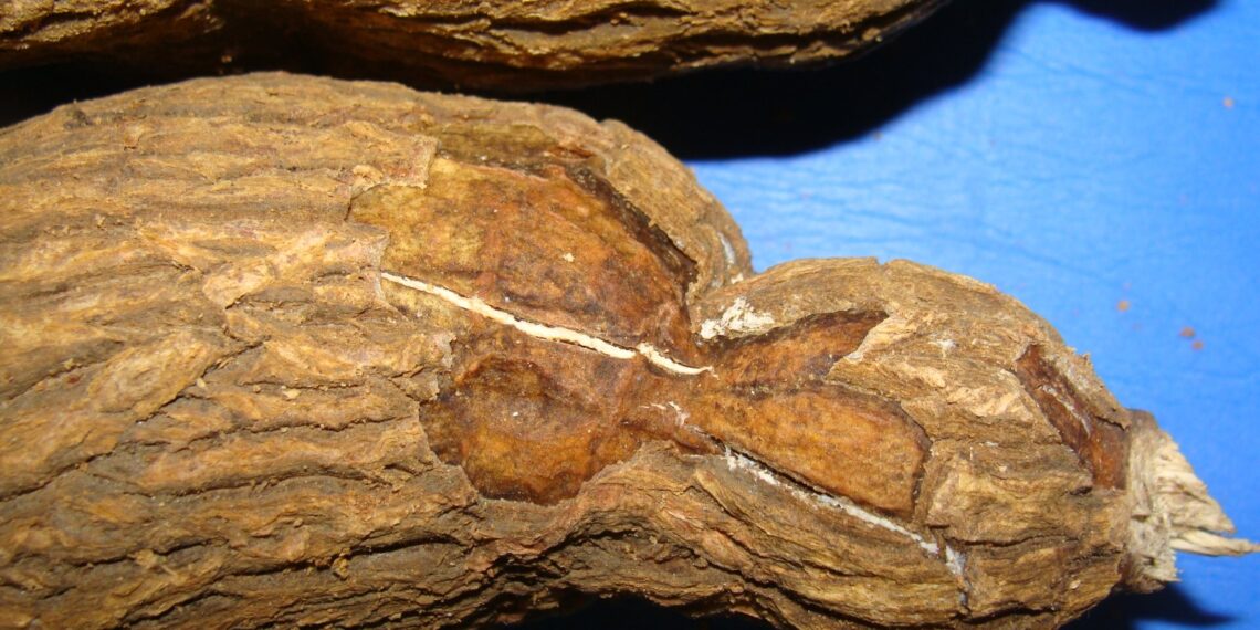 Embrapa alerta produtores: couro-de-sapo ameaça dizimar lavouras de mandioca