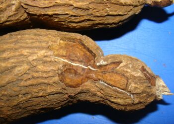 Embrapa alerta produtores: couro-de-sapo  ameaça dizimar lavouras de mandioca